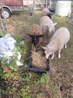 Ooilammeren te koop, Dieren en Toebehoren, Schapen, Geiten en Varkens
