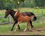 Darco merrie drachtig van emerald van't ruytershof voor 2026, Dieren en Toebehoren, Paarden, Merrie, Springpaard, Gechipt, 11 jaar of ouder