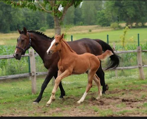 Darco merrie drachtig van emerald van't ruytershof voor 2026, Dieren en Toebehoren, Paarden, Merrie, 165 tot 170 cm, 11 jaar of ouder