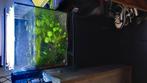 Aquarium, Dieren en Toebehoren, Ophalen, Zo goed als nieuw, Gevuld zoetwateraquarium