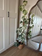 Monstera variegata, Maison & Meubles, Plantes d'intérieur, Enlèvement