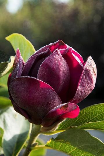 Magnolia "Genie" 7,5L, Enlèvement