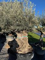 Olijfboom bonsai in draadkluit, Enlèvement ou Envoi, 100 à 250 cm, Plein soleil, Olivier