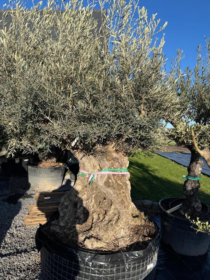 Olijfboom bonsai in draadkluit, Jardin & Terrasse, Plantes | Arbres, Olivier, 100 à 250 cm, Plein soleil, Été, Enlèvement ou Envoi