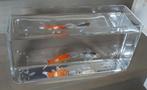 2 goudvissen in rechthoekige visbokaal 30x10x15, Animaux & Accessoires, Poissons | Poissons d'aquarium, Poisson