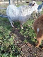 Dwerggeitje, Mâle, Chèvre, 0 à 2 ans