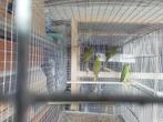 Elegant parkiet, Dieren en Toebehoren, Vogels | Parkieten en Papegaaien, Parkiet
