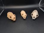 3 x putois en forme de crâne, Comme neuf, Crâne, Autres, Enlèvement ou Envoi