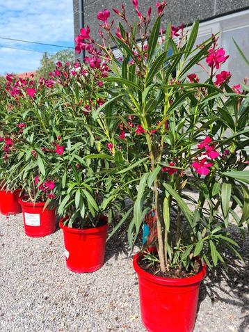 Nerium Oleander  beschikbaar voor biedingen