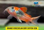 Corydoras Super Orange  - Venezuela, Vis, Zoetwatervis, Schoolvis