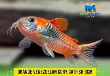 Corydoras Super Orange  - Venezuela beschikbaar voor biedingen