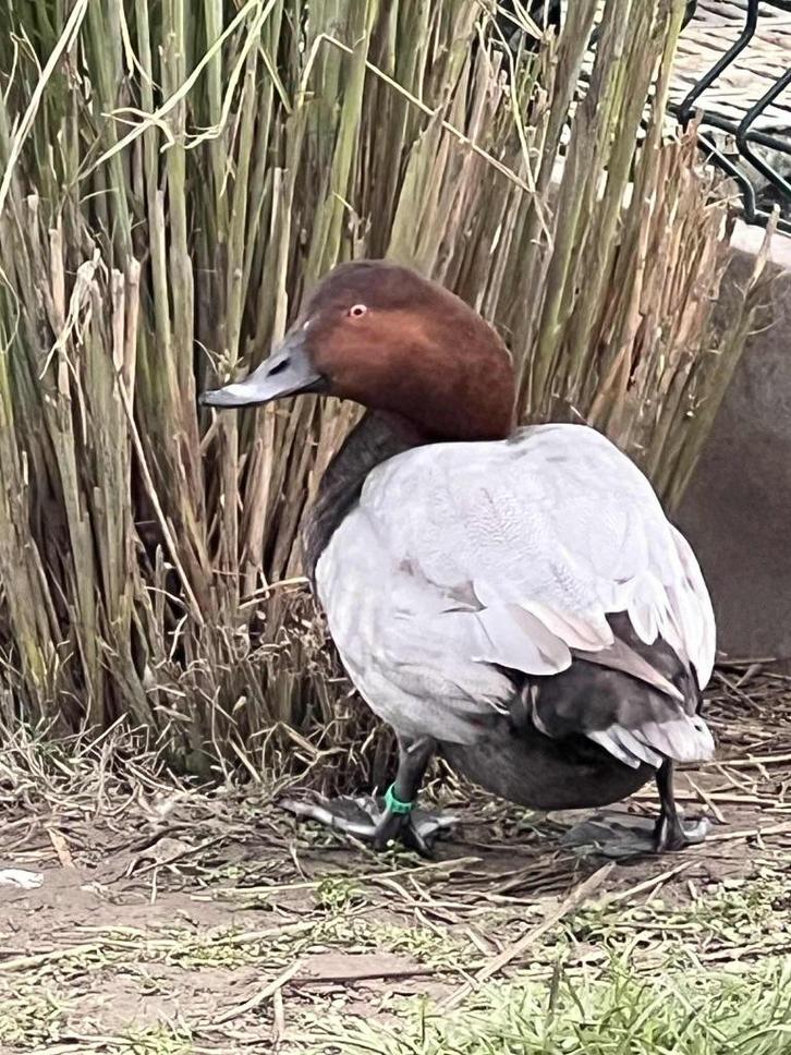 tafeleend @ paradijshof, Dieren en Toebehoren, Pluimvee, Eend, Meerdere dieren