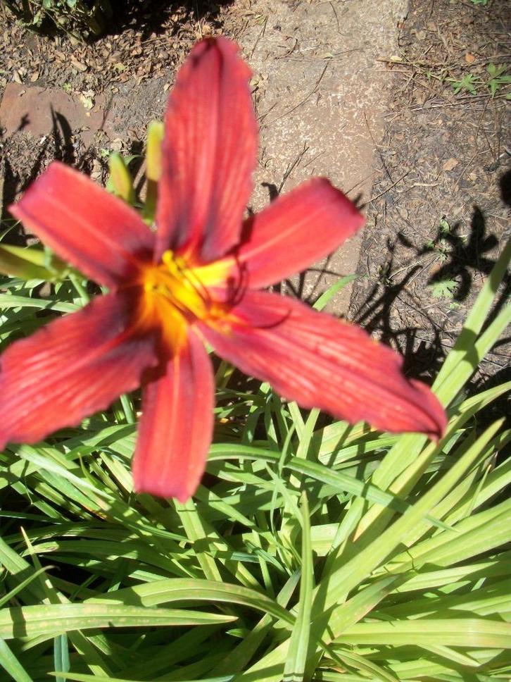 Daglelie of Hemerocallissen, Tuin en Terras, Planten | Struiken en Hagen, Ophalen