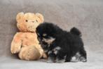 Prachtige Pomeranian pup, Dieren en Toebehoren, België, Keeshond, CDV (hondenziekte), 8 tot 15 weken