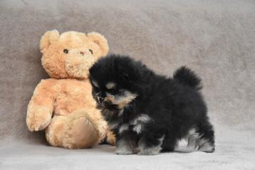 Prachtige Pomeranian pup beschikbaar voor biedingen