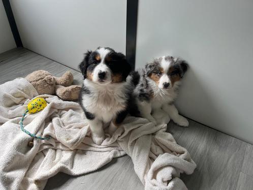 Geweldig Australische herder teefje, Dieren en Toebehoren, Honden | Herdershonden en Veedrijvers, Meerdere dieren, Herder, Fokker | Professioneel