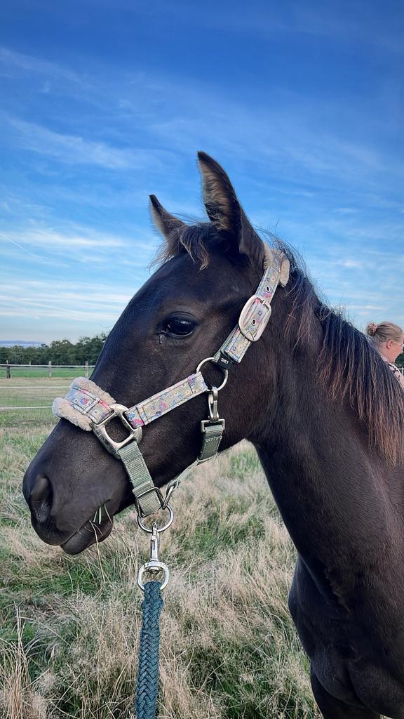 Leuk smoky black quarter merrie veulen, Dieren en Toebehoren, Paarden, Merrie, Niet van toepassing, Minder dan 160 cm, 0 tot 2 jaar