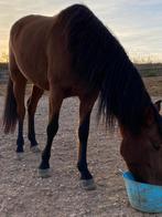 4 jarige andalusier merrie, Dieren en Toebehoren, Merrie