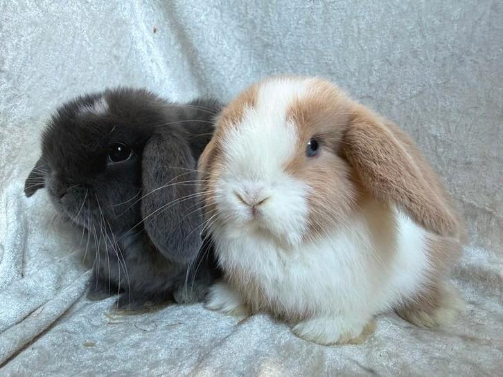 Mega mooie zeer lieve handtamme broer-zus Minilop konijntjes, Animaux & Accessoires, Lapins, Petit, Plusieurs animaux, 0 à 2 ans