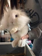 Dwergkonijntjes, Dieren en Toebehoren, Konijnen