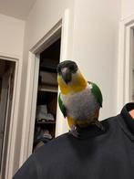 Caique a tete noir en ile de France, Enlèvement