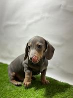 Teckel pups dwergteckel, Dieren en Toebehoren, Honden | Teckels en Dashonden, België, 15 weken tot 1 jaar, Korthaar, CDV (hondenziekte)