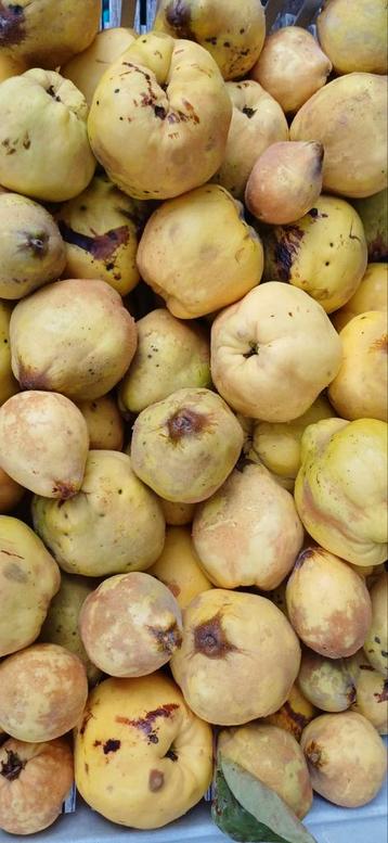 Verse biologische kweeperen uit eigen tuin beschikbaar voor biedingen