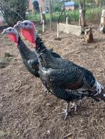 Kalkoenen, Dieren en Toebehoren, Pluimvee, Kalkoen