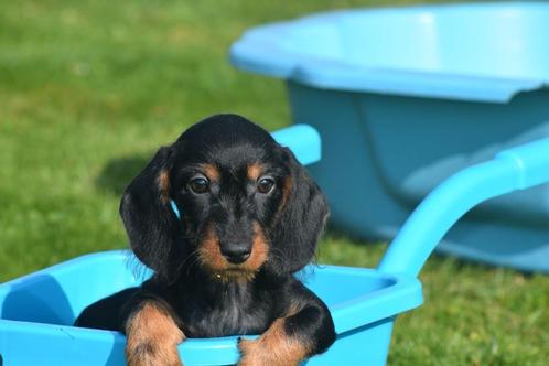 Teckel pups light Ruwhaar verschillende kleuren, Dieren en Toebehoren, Honden | Teckels en Dashonden, Meerdere dieren, Ruwhaar