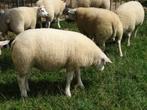 Ramlammeren Te koop, Dieren en Toebehoren, Schapen, Geiten en Varkens, Mannelijk, Schaap, 0 tot 2 jaar