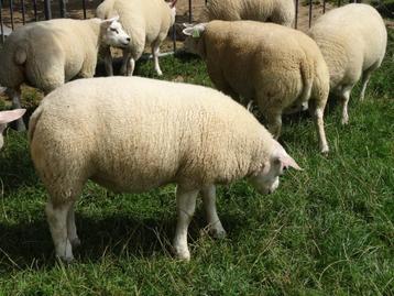 Ramlammeren Te koop beschikbaar voor biedingen