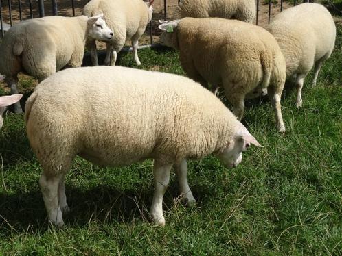 Ramlammeren Te koop, Dieren en Toebehoren, Schapen, Geiten en Varkens, Schaap, Mannelijk, 0 tot 2 jaar