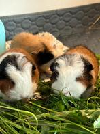 ch teddy cavia beertjes, Dieren en Toebehoren, Knaagdieren, Mannelijk, Cavia, Tam