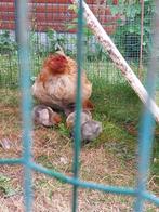 Kuikens een week oud .Mag weg samen met mama., Dieren en Toebehoren, Pluimvee | Toebehoren, Ophalen