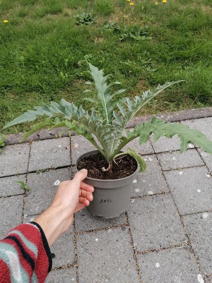 Artisjok, Tuin en Terras, Planten | Tuinplanten, Vaste plant, Groenteplanten, Volle zon, Zomer, Ophalen