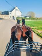 cob normand, Dieren en Toebehoren, Paarden