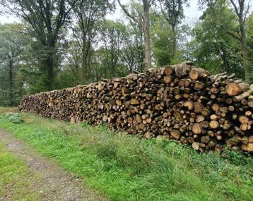 Stammen op 2m voor brandhout
