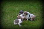 Jack Russell pups blauw lilac, Dieren en Toebehoren, België, Jack Russell Terriër, CDV (hondenziekte), 8 tot 15 weken
