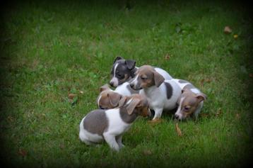 Jack Russell pups blauw lilac beschikbaar voor biedingen