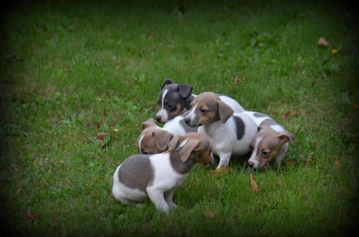 Jack Russell pups blauw lilac, Dieren en Toebehoren, Honden | Jack Russells en Terriërs, Meerdere dieren, Jack Russell Terriër