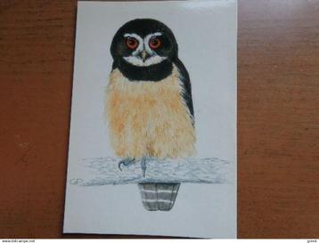 Postkaart, Dierenpark Paradisio (nu Pairi Daiza) briluil beschikbaar voor biedingen