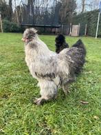 Mooie jonge zijdehoen haan