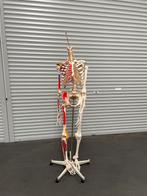 Didactisch skelet met spieraanduiding, Gebruikt, Ophalen