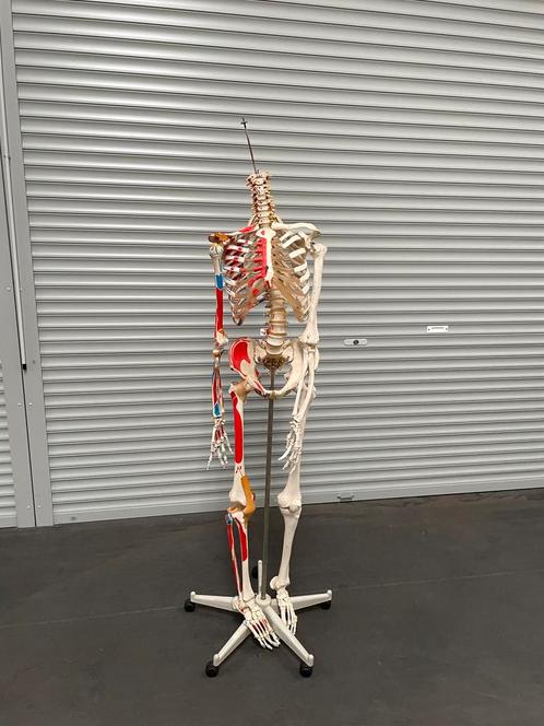 Didactisch skelet met spieraanduiding, Divers, Fournitures scolaires, Utilisé, Enlèvement