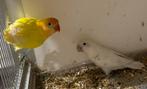 Agapornis Fischeri DEC, Dieren en Toebehoren