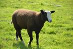 zwartbles dekram, Mâle, Mouton, 0 à 2 ans