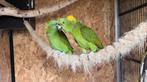 Amazone-papegaaien, Papegaai, Meerdere dieren, Pratend