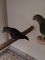 Couple de meyer, Animaux & Accessoires