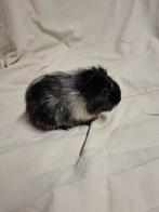 Jong zwart dalmatiner cavia beertje, Animaux & Accessoires, Rongeurs, Décembre, Mâle, Cobaye