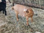 Mooi geitjes te koop., Dieren en Toebehoren, Schapen, Geiten en Varkens